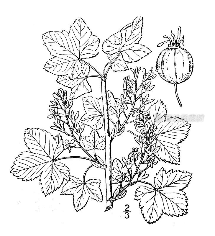 古董植物学植物插图:Ribes hudsonianum，北方黑醋栗